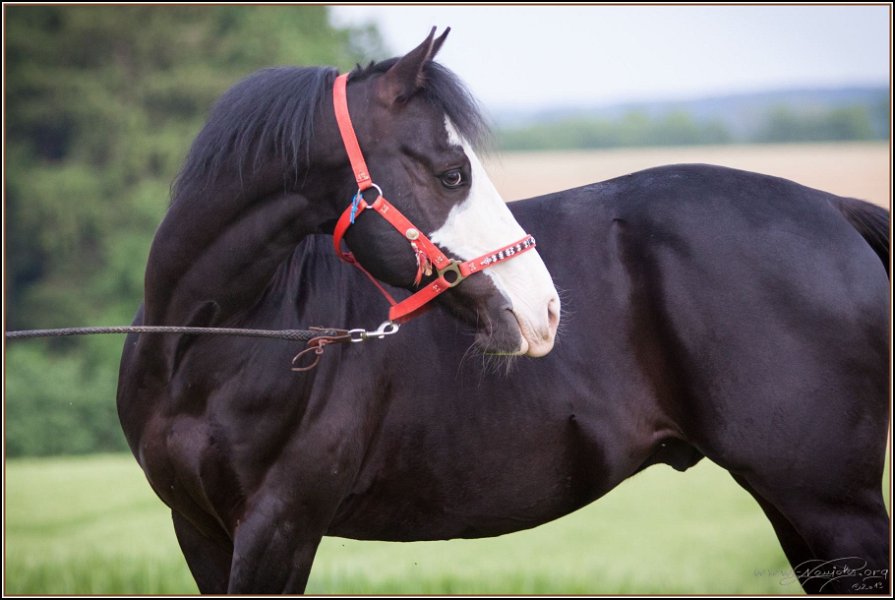 Asbach Fohlenshow 2014 111